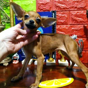 Monisa Russian Toy Terrier Monisa Russian Toy Terrier