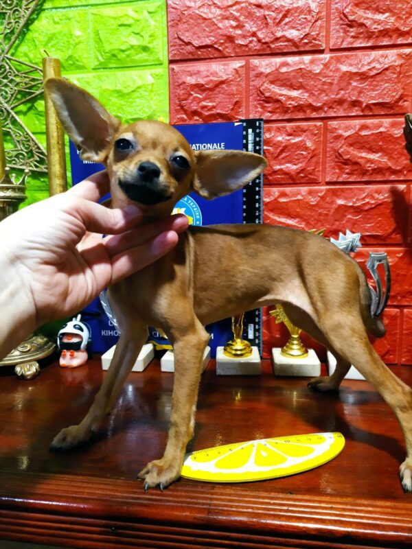 Monisa Russian Toy Terrier Monisa Russian Toy Terrier