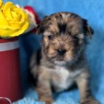 Mons-male-Yorkie-puppy-for-sale-1