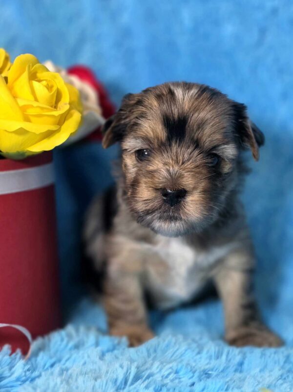 Mons Yorkshire Terrier Mons Yorkshire Terrier