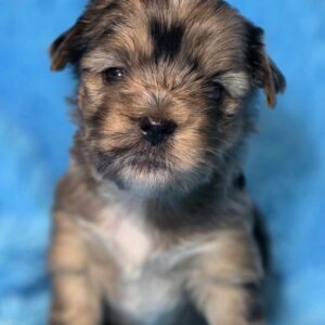 Mons Yorkshire Terrier Mons Yorkshire Terrier