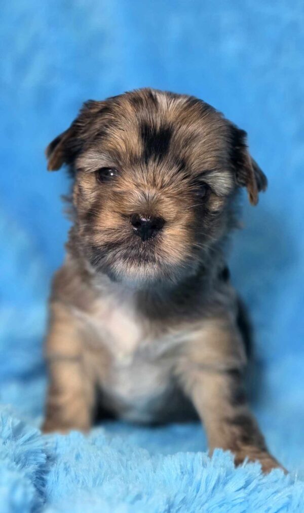 Mons Yorkshire Terrier Mons Yorkshire Terrier