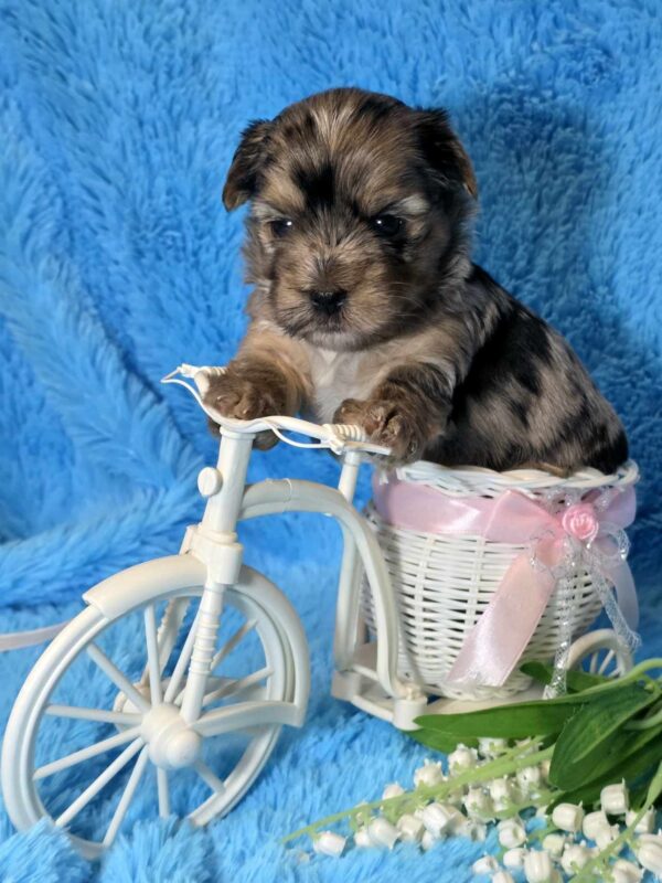 Mons Yorkshire Terrier Mons Yorkshire Terrier