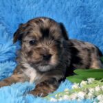 Mons-male-Yorkie-puppy-for-sale-4