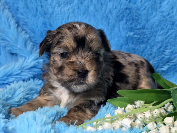 Mons Yorkshire Terrier Mons Yorkshire Terrier