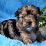 Mons-male-Yorkie-puppy-for-sale-5