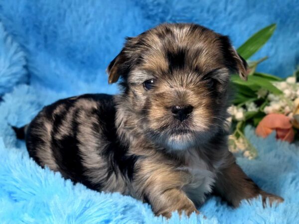 Mons Yorkshire Terrier Mons Yorkshire Terrier