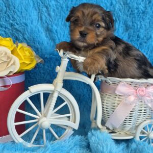 Moonsa Yorkshire Terrier Moonsa Yorkshire Terrier