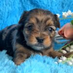 Moonsa-female-Yorkie-puppy-for-sale-2