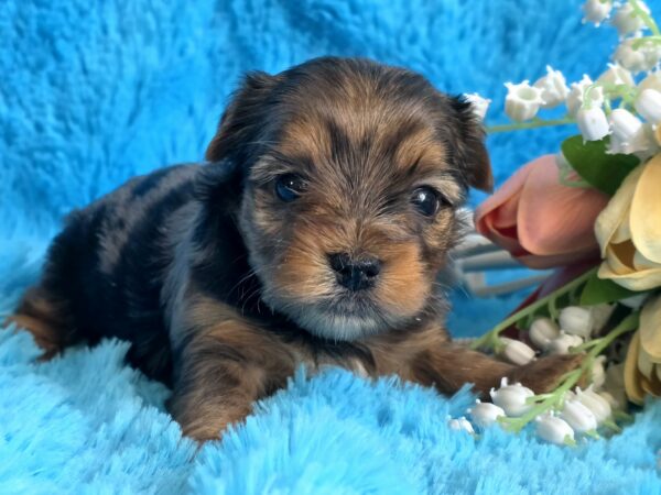 Moonsa Yorkshire Terrier Moonsa Yorkshire Terrier