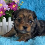 Moonsa-female-Yorkie-puppy-for-sale-3