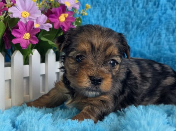 Moonsa Yorkshire Terrier Moonsa Yorkshire Terrier