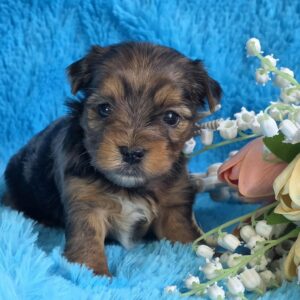 Moonsa Yorkshire Terrier Moonsa Yorkshire Terrier