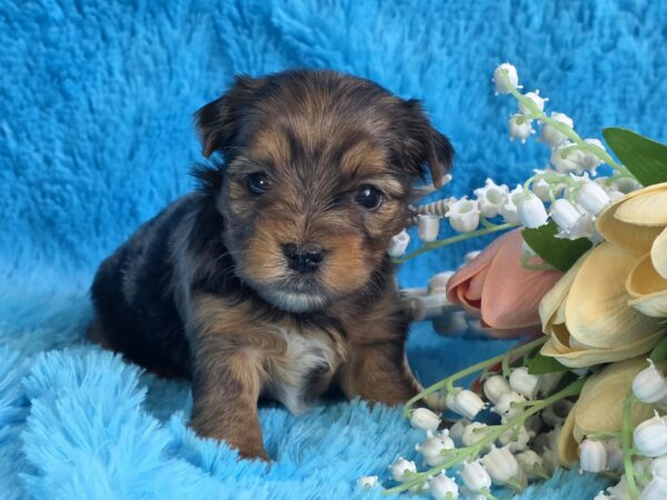 Moonsa Yorkshire Terrier Moonsa Yorkshire Terrier