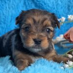 Moonsa-female-Yorkie-puppy-for-sale-5