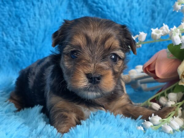 Moonsa Yorkshire Terrier Moonsa Yorkshire Terrier