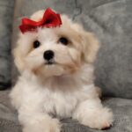 Nessie-female-maltipoo-puppy-for-sale-1 (1)