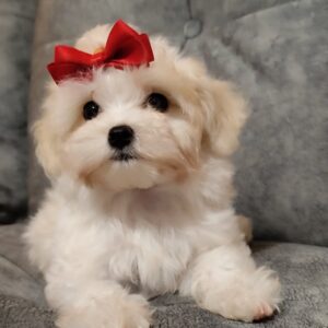 Nessie Maltipoo Nessie Maltipoo
