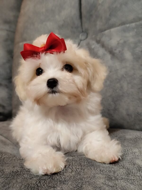 Nessie Maltipoo Nessie Maltipoo
