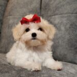 Nessie-female-maltipoo-puppy-for-sale-1 (2)