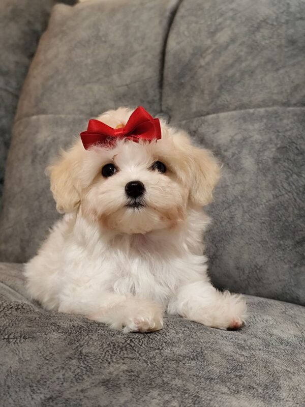 Nessie Maltipoo Nessie Maltipoo
