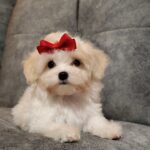 Nessie-female-maltipoo-puppy-for-sale-1 (3)