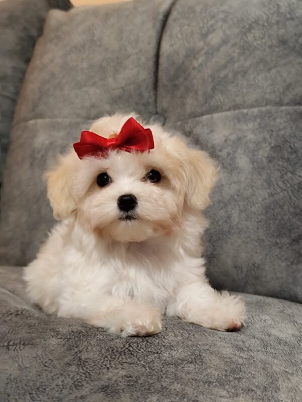 Nessie Maltipoo Nessie Maltipoo