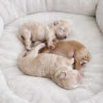 New-Litter-Maltipoo-puppy-for-sale-1