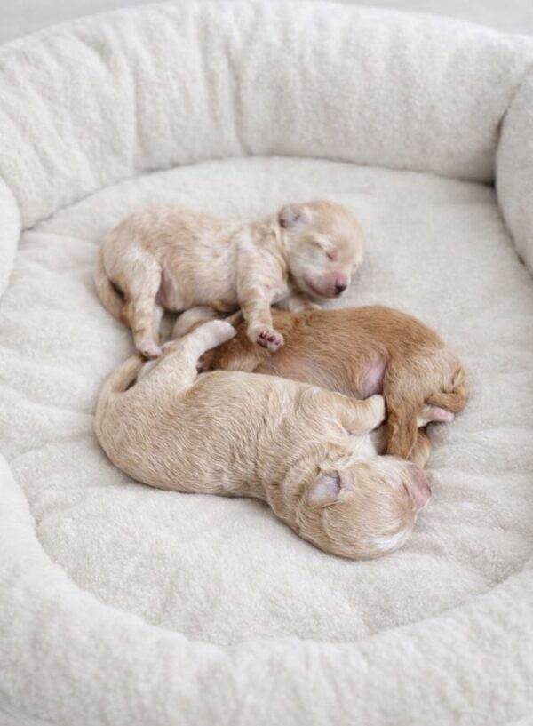 New Litter Maltipoo New Litter Maltipoo