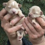 New-Litter-Maltipoo-puppy-for-sale-2