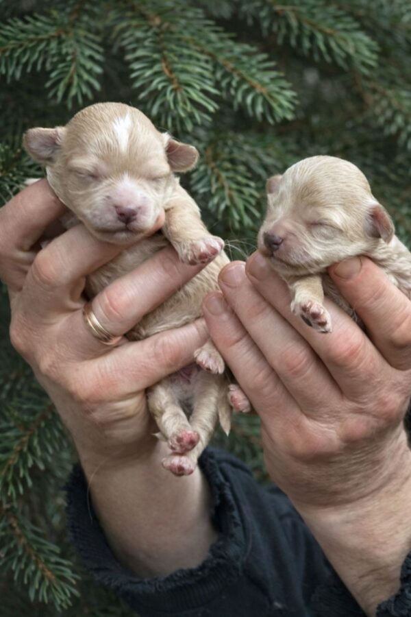 New Litter Maltipoo New Litter Maltipoo