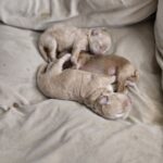 New-Litter-Maltipoo-puppy-for-sale-3