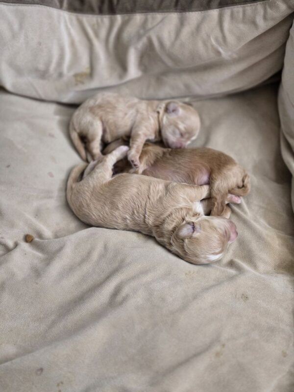 New Litter Maltipoo New Litter Maltipoo