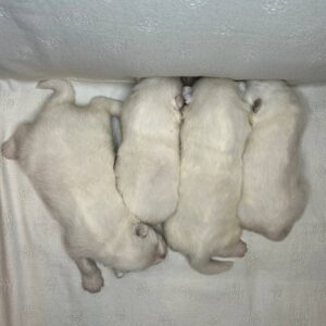 New Litter Samoyed New Litter Samoyed