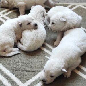 New Puppies White Swiss Shepherd New Puppies White Swiss Shepherd