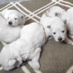 New-Litter-White-Swiss-Shepherd-puppy-for-sale-2