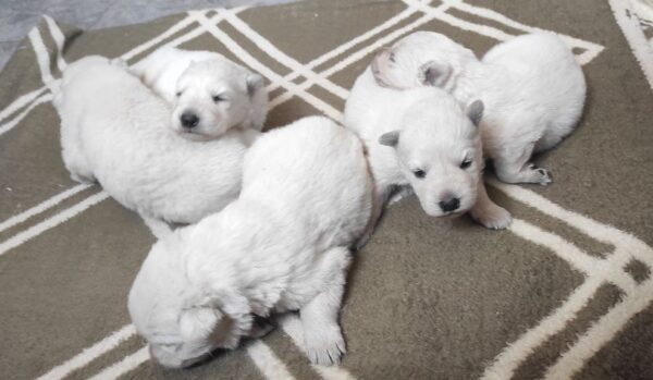 New Puppies White Swiss Shepherd New Puppies White Swiss Shepherd