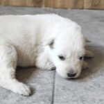 New-Litter-White-Swiss-Shepherd-puppy-for-sale-3