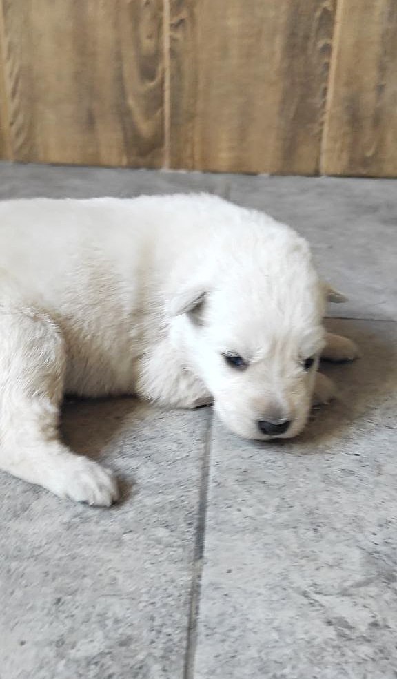 New Puppies White Swiss Shepherd New Puppies White Swiss Shepherd