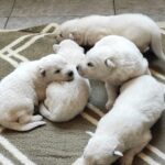 New-Litter-White-Swiss-Shepherd-puppy-for-sale-4