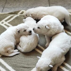 New Puppies White Swiss Shepherd New Puppies White Swiss Shepherd