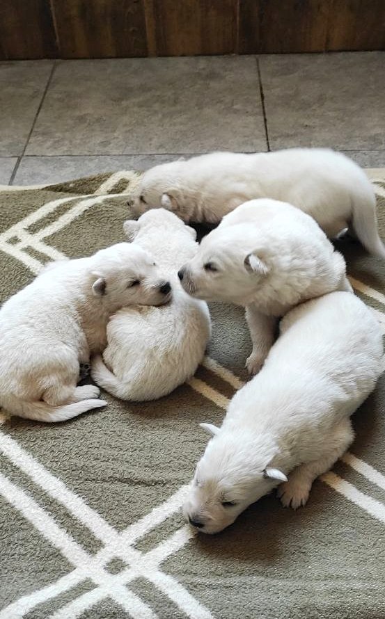 New Puppies White Swiss Shepherd New Puppies White Swiss Shepherd
