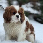 Newton-male-Cavalier-King-Charles-Spaniel-puppy-for-sale-1
