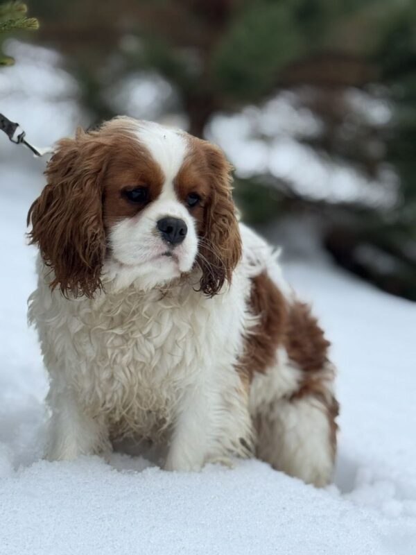 Newton Cavalier King Charles Spaniel Newton Cavalier King Charles Spaniel