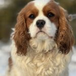 Newton-male-Cavalier-King-Charles-Spaniel-puppy-for-sale-2