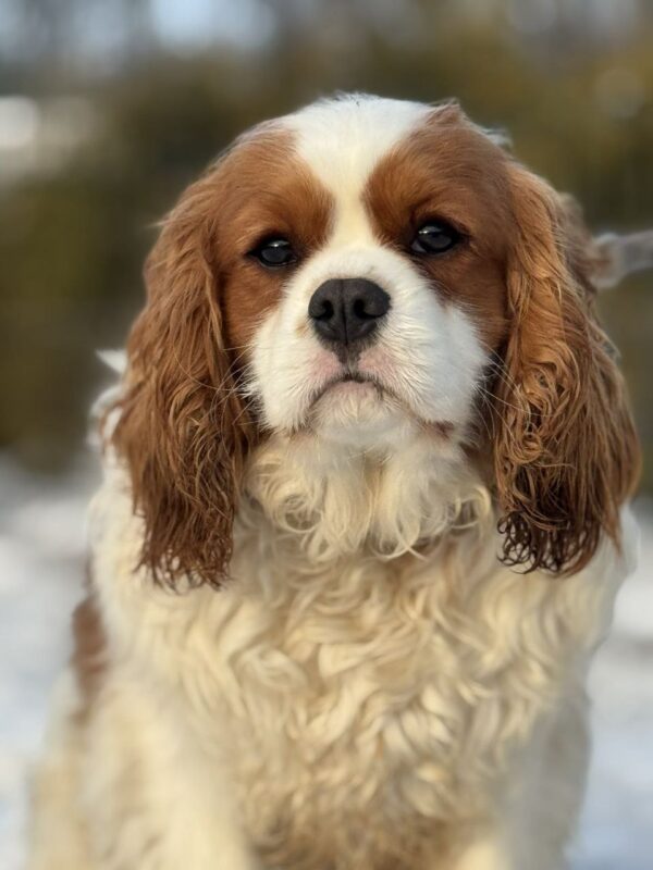 Newton Cavalier King Charles Spaniel Newton Cavalier King Charles Spaniel