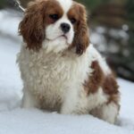Newton-male-Cavalier-King-Charles-Spaniel-puppy-for-sale-3