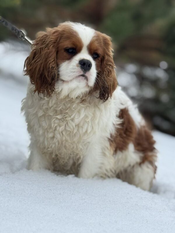 Newton Cavalier King Charles Spaniel Newton Cavalier King Charles Spaniel