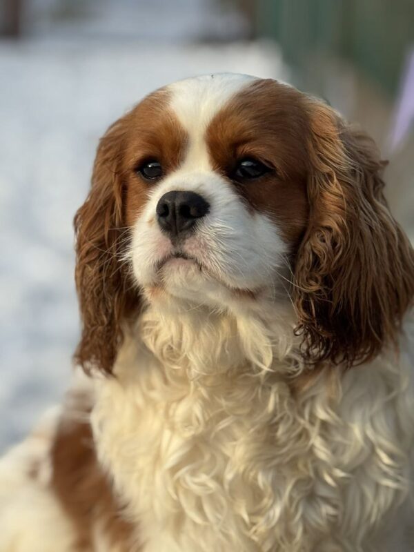 Newton Cavalier King Charles Spaniel Newton Cavalier King Charles Spaniel