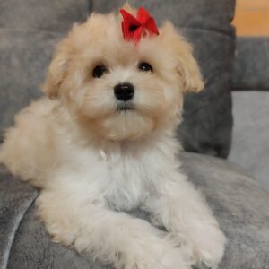 Nyukta Maltipoo Nyukta Maltipoo